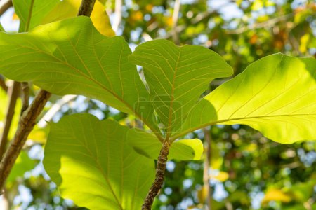 Téléchargez les photos : (Tectona grandis,) ficus lyrata fond jeunes feuilles de teck dans le jardin, Asie Indonésie - en image libre de droit