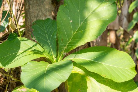 Téléchargez les photos : (Tectona grandis,) ficus lyrata fond jeunes feuilles de teck dans le jardin, Asie Indonésie - en image libre de droit