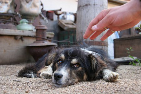 a dog looks with disbelief at the hand extended to it by a person who wants to pet it