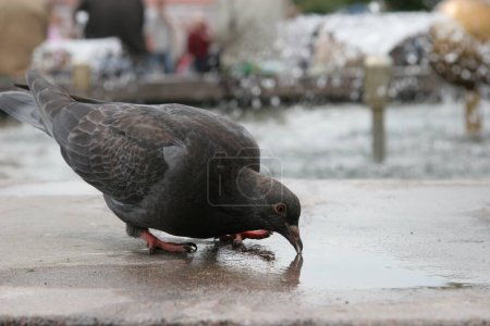 Foto de Una paloma bebe agua en la calle. Bonita paloma. Vista desde el suelo del animal - Imagen libre de derechos