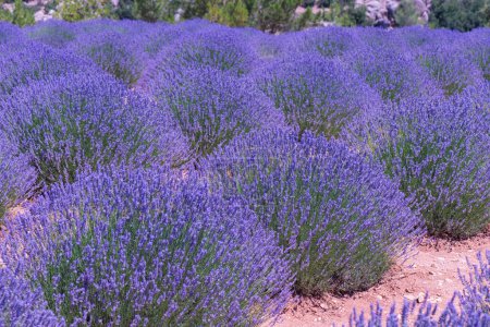 Photo for Lavender field, lavender bushes are close-up in the foreground - Royalty Free Image