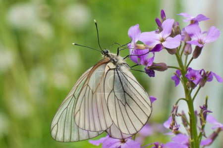 Una hermosa mariposa blanca con delgadas venas negras en sus alas se asienta sobre una frágil flor púrpura. El paisaje detrás de él es fascinante con una combinación de tonos de verde y amarillo brillante. 