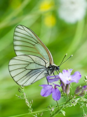 Una hermosa mariposa blanca con delgadas venas negras en sus alas se asienta sobre una frágil flor púrpura. El paisaje detrás de él es fascinante con una combinación de tonos de verde y amarillo brillante. 