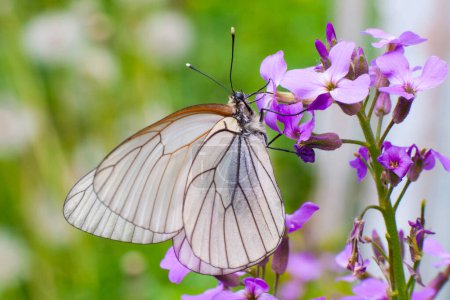 A beautiful white butterfly with thin black veins on its wings sits on a fragile purple flower. The landscape behind it is mesmerizing with a combination of shades of green and bright yellow. 