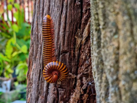 Photo for A large millipede perched on a log hanging halfway down The other half carries himself in the afternoon, showing no signs of dropping. Its pattern resembles that of wood. can see the ass clearly - Royalty Free Image