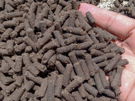 Photo for Chicken manure pellets, fertilizer pellets, natural fertilizers produced from animal manure. Environmentally friendly. Use your hand to lift it up clearly. - Royalty Free Image
