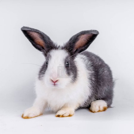 Téléchargez les photos : Cute black and white rabbit isolated white background - en image libre de droit