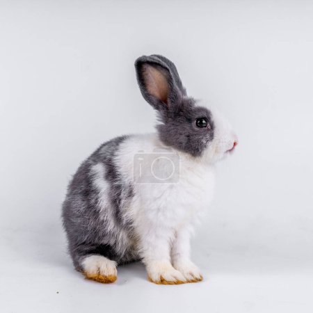 Foto de Cute black and white rabbit isolated white background - Imagen libre de derechos