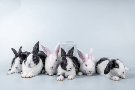 Téléchargez les photos : Cute black and white rabbit isolated white background - en image libre de droit