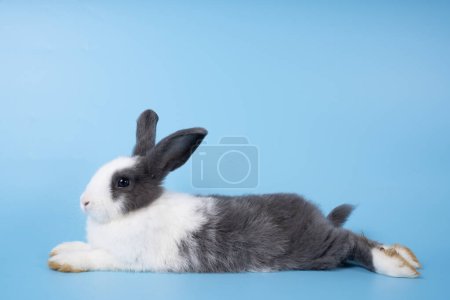Photo for Cute black and white rabbit isolated blue background - Royalty Free Image