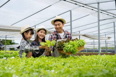 Photo for Asian family father, mother and daughter picking vegetables. Happy inspecting your own hydroponic vegetable garden. - Royalty Free Image