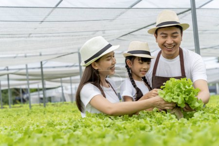 Foto de Familia asiática padre, madre e hija recogiendo verduras. Feliz inspección de su propio huerto hidropónico. - Imagen libre de derechos