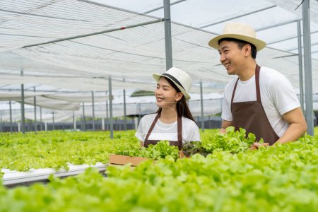 Téléchargez les photos : Mâle et femelle couple asiatique famille cueillette légumes heureux inspecter votre propre jardin potager hydroponique. - en image libre de droit