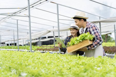 Téléchargez les photos : Mâle et femelle couple asiatique famille cueillette légumes heureux inspecter votre propre jardin potager hydroponique. - en image libre de droit