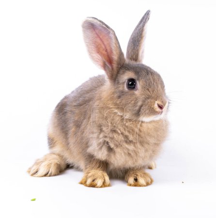 Foto de Lindo aspecto conejo marrón aislado fondo blanco - Imagen libre de derechos
