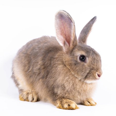 Téléchargez les photos : Mignon aspect lapin brun isolé fond blanc - en image libre de droit