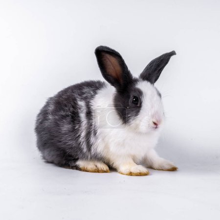 Photo for Cute black and white rabbit isolated white background - Royalty Free Image