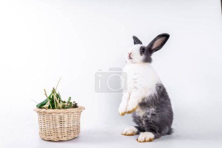 Foto de Cute black and white rabbit isolated white background - Imagen libre de derechos