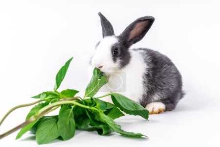 Photo for Cute black and white rabbit isolated white background - Royalty Free Image
