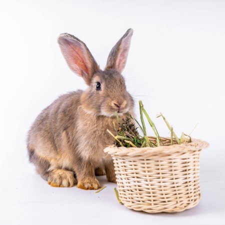 Photo for Cute looking brown rabbit isolated white background - Royalty Free Image