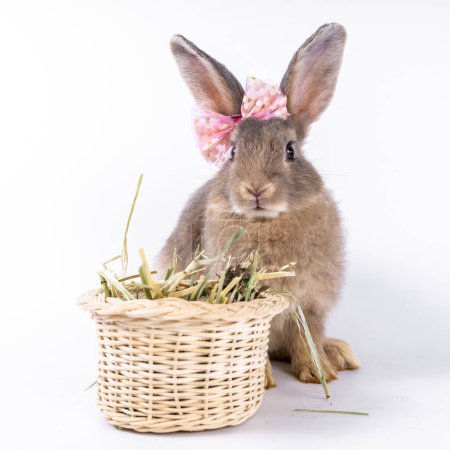 Photo for Cute looking brown rabbit isolated white background - Royalty Free Image