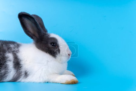Foto de Lindo conejo blanco negro aislado fondo azul - Imagen libre de derechos