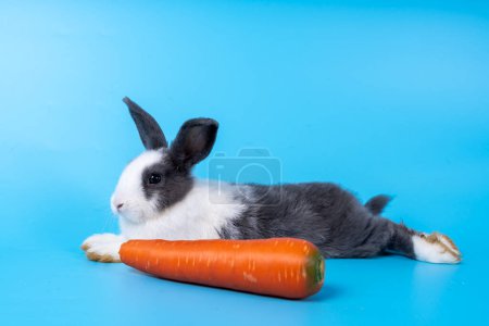Téléchargez les photos : Mignon lapin blanc noir isolé fond bleu - en image libre de droit