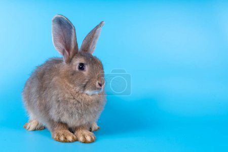 Photo for Cute brown rabbit isolated blue background - Royalty Free Image