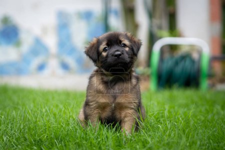 Photo for Black and dark brown puppy in green field - Royalty Free Image