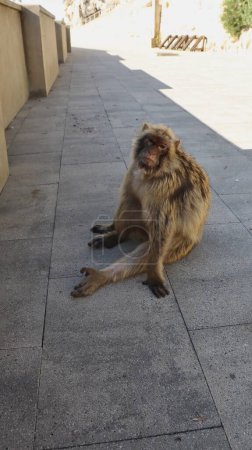 Téléchargez les photos : Photo faune singe rocher de gibraltar Royaume-Uni Europe - en image libre de droit