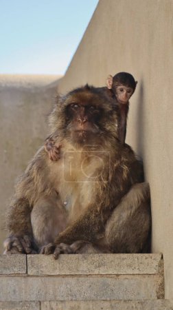 Foto de Foto vida silvestre mono roca de gibraltar Reino Unido Europa - Imagen libre de derechos