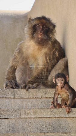 Photo for Photo wildlife monkey rock of gibraltar United Kingdom Europe - Royalty Free Image