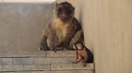 Photo for Photo wildlife monkey rock of gibraltar United Kingdom Europe - Royalty Free Image