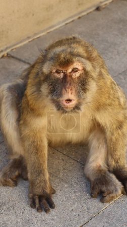 Téléchargez les photos : Photo faune singe rocher de gibraltar Royaume-Uni Europe - en image libre de droit