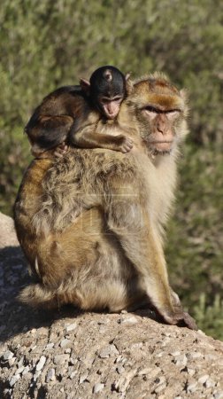 Foto de Foto vida silvestre mono roca de gibraltar Reino Unido Europa - Imagen libre de derechos