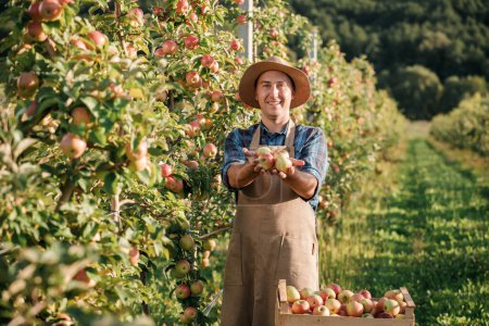 Foto de Feliz macho sonriente trabajador agrícola cosecha recogiendo manzanas frescas maduras en huerto durante la cosecha de otoño. Tiempo de cosecha - Imagen libre de derechos