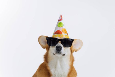 Téléchargez les photos : Adorable mignon gallois Corgi Pembroke portant casquette anniversaire et lunettes de soleil assis sur fond blanc. race la plus populaire de chien. Concept publicitaire - en image libre de droit
