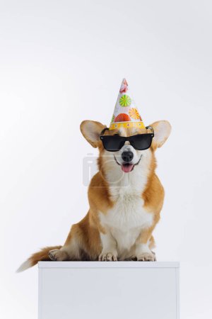 Photo for Adorable cute Welsh Corgi Pembroke wearing cap birthday and sunglasses sitting on white background. Most popular breed of Dog. Advertising concept - Royalty Free Image