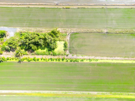 Foto de Vista aérea del campo verde paisaje de una gran cantidad de campos de agricultura con techo solar en el almacén. Agricultura e industria agrícola. zona urbana de Tailandia. - Imagen libre de derechos