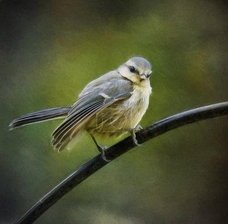 Photo for Baby blue tit waiting to be fed - Royalty Free Image