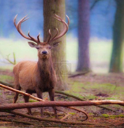 Photo for Red deer in the woods - Royalty Free Image