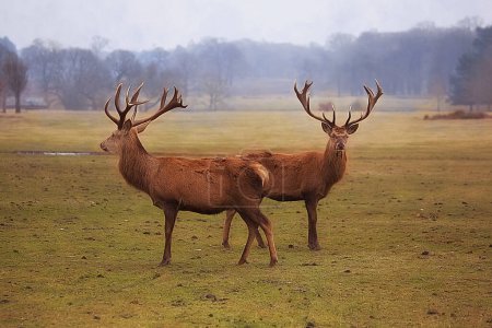 Photo for Two red deer stags out in the open - Royalty Free Image
