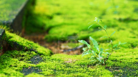 Foto de Musgo verde en el suelo - Imagen libre de derechos