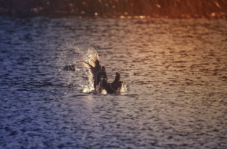 Téléchargez les photos : Duel d'accouplement de foulques mâles sur l'eau éclairée par le soleil printanier dans le contre-jour - en image libre de droit