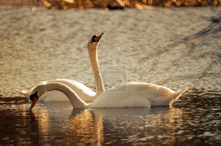 Photo for A pair of white swans illuminated by the spring sun on water on a blurred background in backlight3 - Royalty Free Image