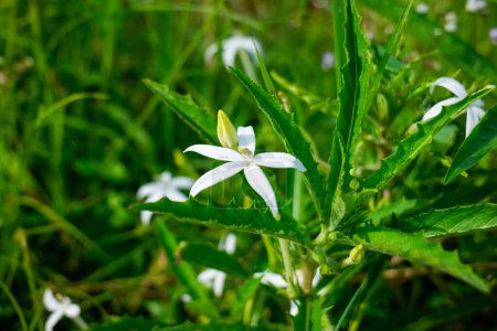 Photo for White Flower in garden, white isotoma flower - Royalty Free Image