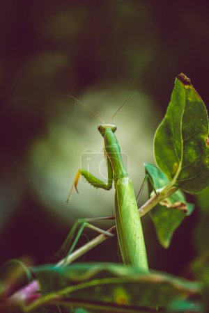 Foto de Mantis verde religiosa en un árbol - Imagen libre de derechos
