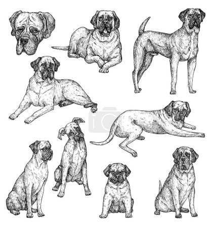 Photo for Set of hand drawn ink dogs sketches. Mastiff, a dog of a large, strong breed with drooping ears and pendulous lips. Vintage ink animals illustration - Royalty Free Image