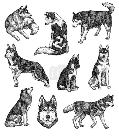 Foto de Juego de bocetos para perros de tinta dibujados a mano. Husky, un poderoso perro de una raza con una gruesa capa doble que es típicamente gris, utilizado en el Ártico para tirar de trineos. Animales de tinta vintage. Aislado sobre blanco - Imagen libre de derechos