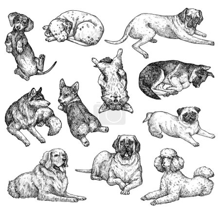 Conjunto de bocetos de tinta dibujada a mano de perros mentirosos. Labrador, retriever, corgi, poodle, mastiff, husky, shepherd, dachshund, pug, dalmacia. Ilustración de animales de tinta vintage. Aislado sobre blanco